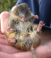 Photograph of the swamp antechinus (Antechinus minimus maritimus).