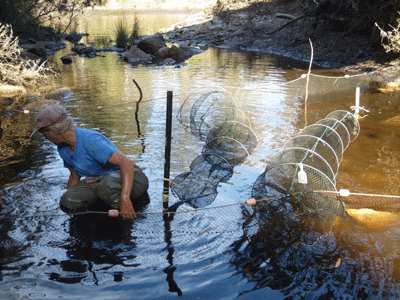 Person checking platypus fyke nets in shallow water