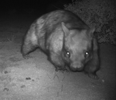 Field photograph of a southern hairy-nosed wombat (Lasiorhinus latifrons).