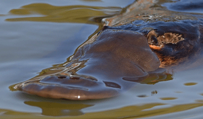 Photograph of platypus floating in water