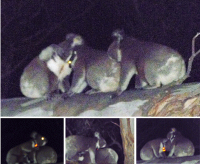 Photographs of sub-adult male koalas displaying social affiliation behaviours in a high-density population