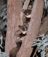 The threatened and forest-dependent yellow-bellied glider.