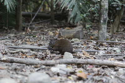 A photograph of the most primitive extant macropodoid, the musky rat-kangaroo, Hypsiprymnodon moschatus.