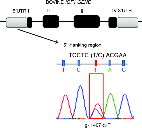 How 5' Flanking region and 5' UTR are different? 