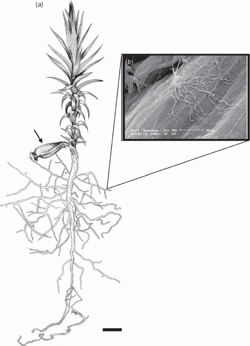 Masses of different root fractions of Araucaria angustifolia at the end