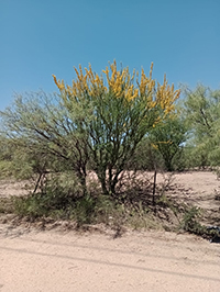 A photograph of the shrub Parkinsonia praecox along National Route 7, near Balde, San Luis, Argentina