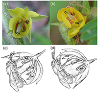 Two different floral morphologies in the legume Chamaecrista nictitans.