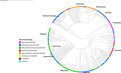 A diagram showing the mycorrhizal strategies of Sunshine Coast heath species.