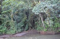 A photograph of the Riparian forest along a tributary of the Rio Doce river.