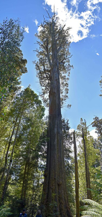 A photograph of a giant old eucalypt tree in wet eucalypt forest habitat in Tasmania.