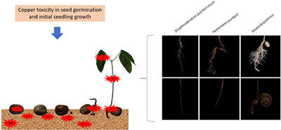 Diagram and photograph showing copper toxicity in seed germination and seedling growth of the Amazonian tree species.