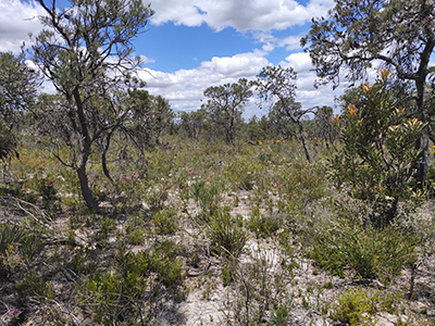 A photograph of fire-prone Banksia Woodlands in Western Australia.
