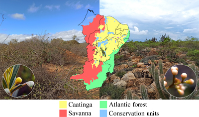 Photographs highlighting unique plants of Caatinga vegetation, and a map showing Caatinga location.