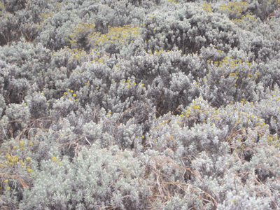 A photo showing Helichrysum shrub dominating the vegetation.