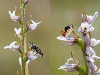 A photograph showing a Critically Endangered species of orchid being visited by pollinator bees.