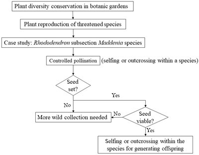 The rationale and steps used to test intraspecific compatibility using controlled pollination in Rhododendron species.