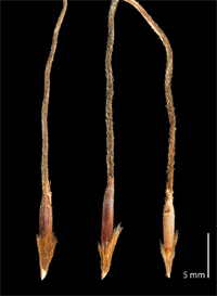 A photograph showing three tetraploid Themeda triandra seeds, including ripe (left) and empty (middle and right) seeds.