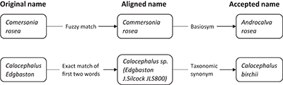 The workflow of an application to align and update scientific names of Australian plants to the currently accepted name.