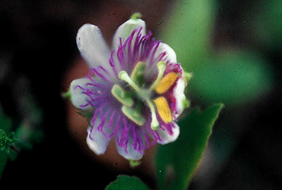 Image of the flower of the tiny passion vine Passiflora chrysophylla, beginning to open, showing pink-pigmented radii.