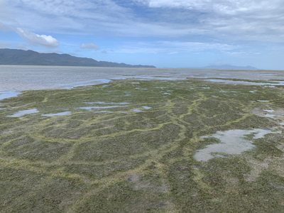 A photograph showing intertidal seagrass meadows with dense dugong feeding trails.