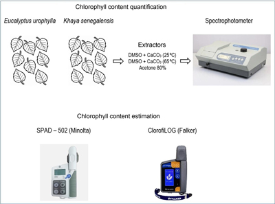 Chlorophyll quantification × chlorophyll meters in two tree seedling species.