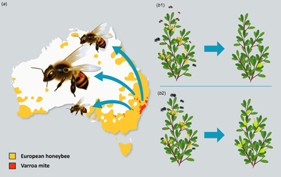 Distribution of European honeybee (yellow) and varroa mite (red) in Australia, and potential for viral spread.