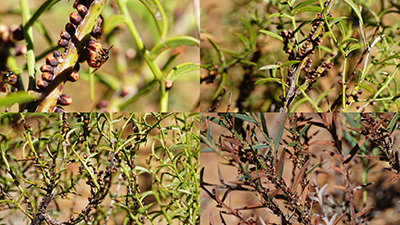 A photograph showing evidence of parasitic infection by Pilostyles hamiltoniorum on Daviesia species.