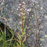 A photograph of Erigeron conyzoides in Victoria, Australia.