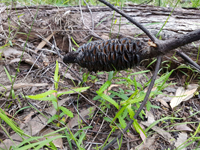 A Banksia cunninghamii cone that has opened after fire, with seedlings growing underneath.