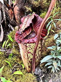 The large pitcher of Nepenthes pongoides, a critically endangered tropical pitcher plant from Sabah, Malaysian Borneo.