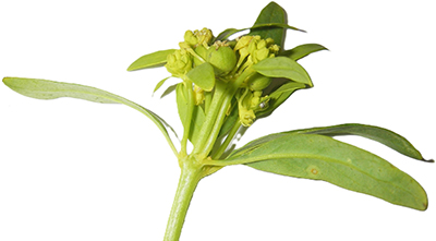 Flowering shoot of Monotaxis macrophylla