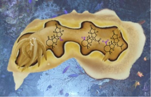 Chemical structures of norditerpenes superimposed on a photograph of a nudibranch.