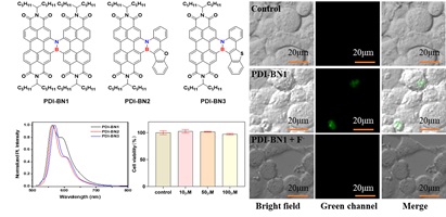 Schematics of three novel mono BN substituted perylene diimide (PDI) derivatives and images of HeLa cells treated with PDI-BN1.