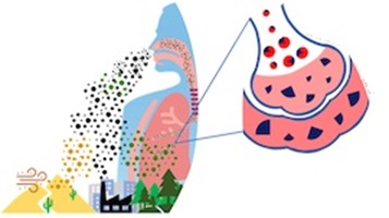 An illustration of aerosol transportation from the environment into the epithelial lining fluid where it can be partly solubilised.