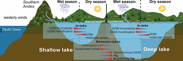 Movement of dissolved organic matter and mercury in wet and dry seasons for a shallow (left) and a deep (right) connected lakes of Andean Patagonia.