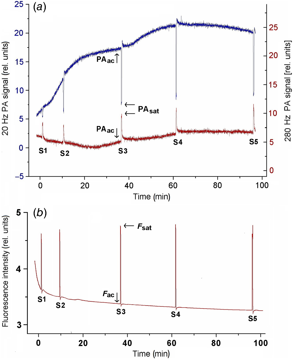 Two phases light response curve for Ficus benjamina, from the