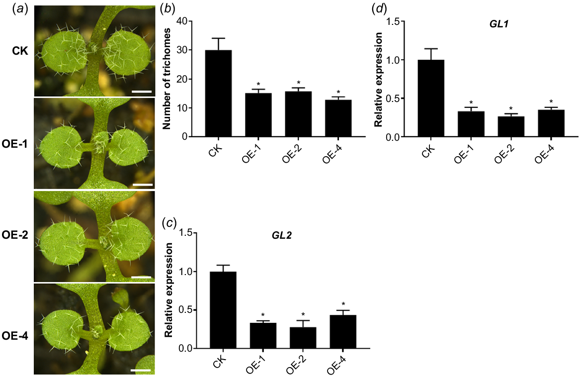 PDF] Plant trichomes and the biomechanics of defense in various systems,  with Solanaceae as a model