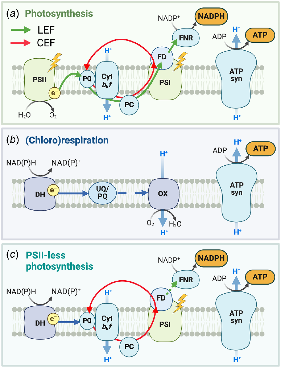 CSIRO PUBLISHING | Functional Plant Biology