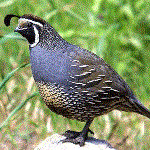 Photograph of a California quail perched on a rock.