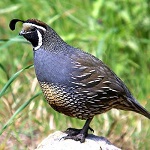 Photograph of a California quail perched on a rock.