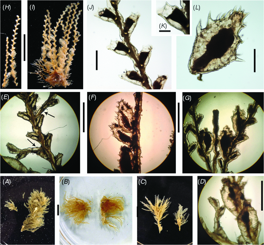 CSIRO PUBLISHING Invertebrate Systematics