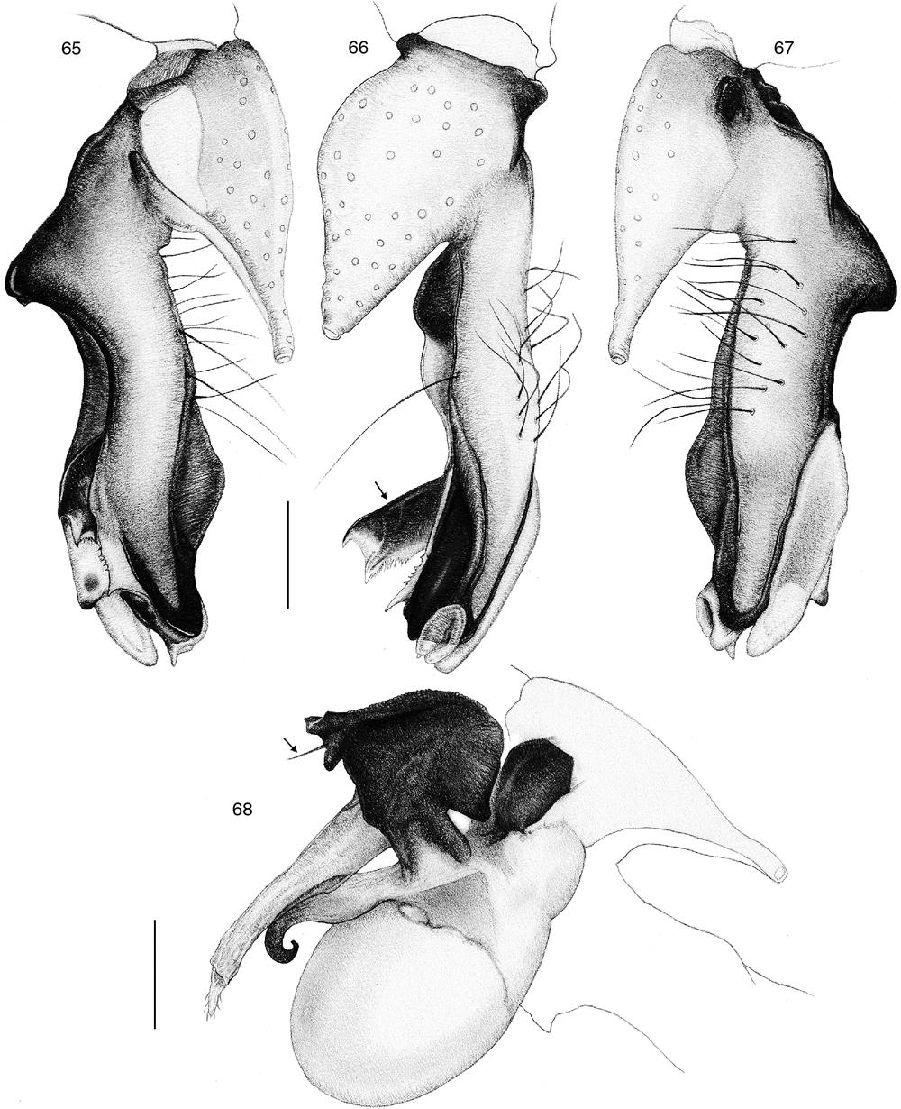 Csiro Publishing Invertebrate Systematics