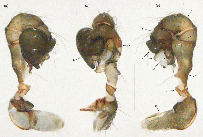 Scaling of foreleg tibia length with body size in spiders. Filled