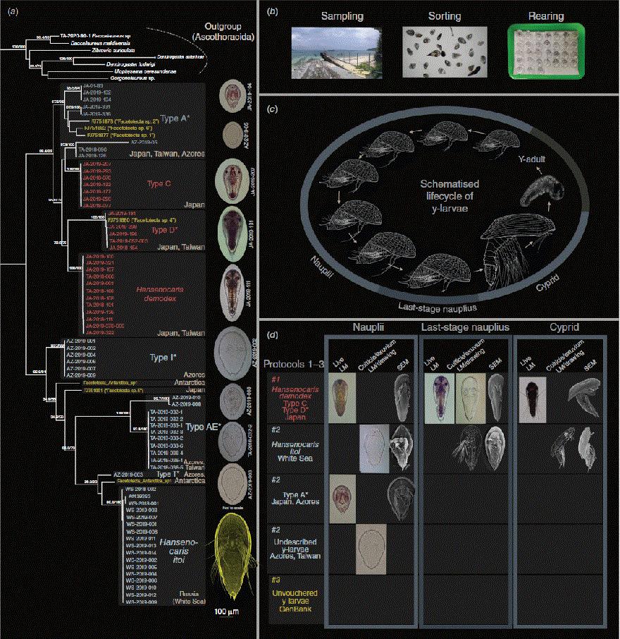 CSIRO PUBLISHING | Invertebrate Systematics