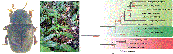 Images showing the male of the new pollen beetle species, the host plant and phylogenetic relationships.