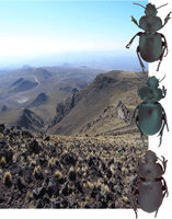 Cnemalobus spp. nov. habitat at the top of Auca Mahuida volcano in Northern Patagonia (left) and carabid beetles (right).