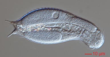 Light microscope photograph showing the internal and external morphology of the new species, Litigonotus ghinii.