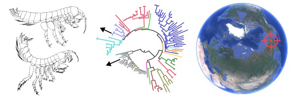 Composite image showing two new stygomorphic amphipods, their phylogenetic position within the superfamily, and subarctic type locality