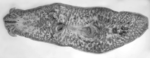 Photograph of a living specimen of the new species, Boninia panamensis, showing its characteristic cerebral and marginal eyespots.