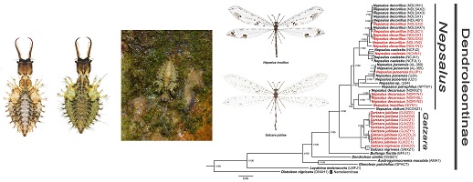 Pictures of third instar larvae of Nepsalus (left) and habitus (middle), and a cladogram showing phylogeny of Gatzara and Nepsalus based on mitogenomic data.